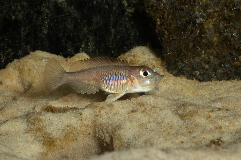 Lamprologus laparogramma 'Namansi'